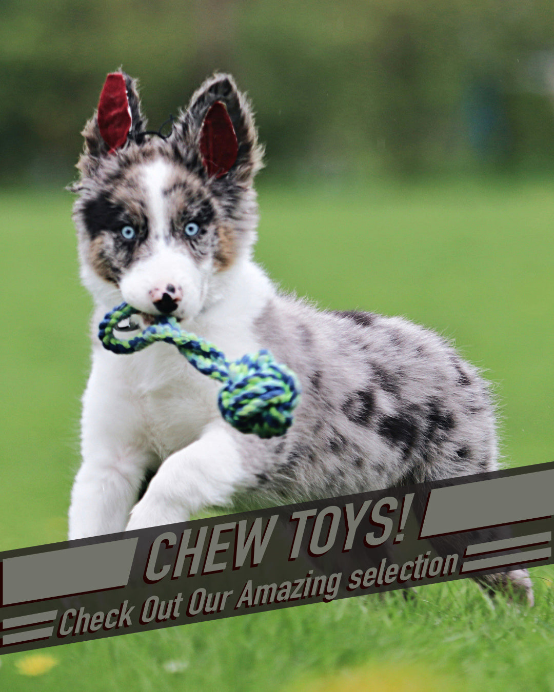 Chew Toy 3