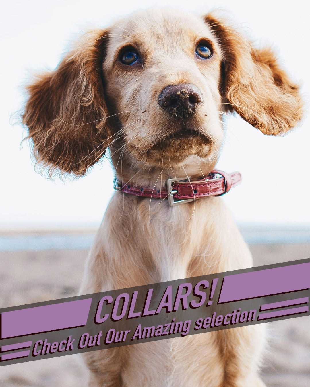 Collars 4