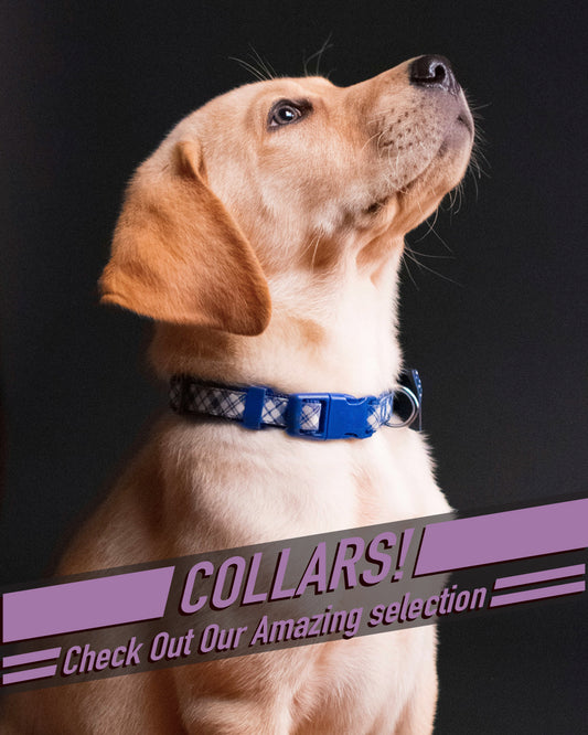 Collars 1