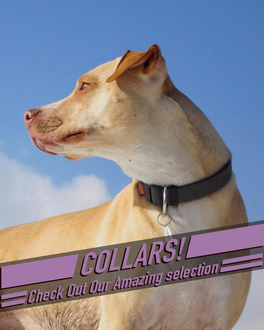 Collars 2