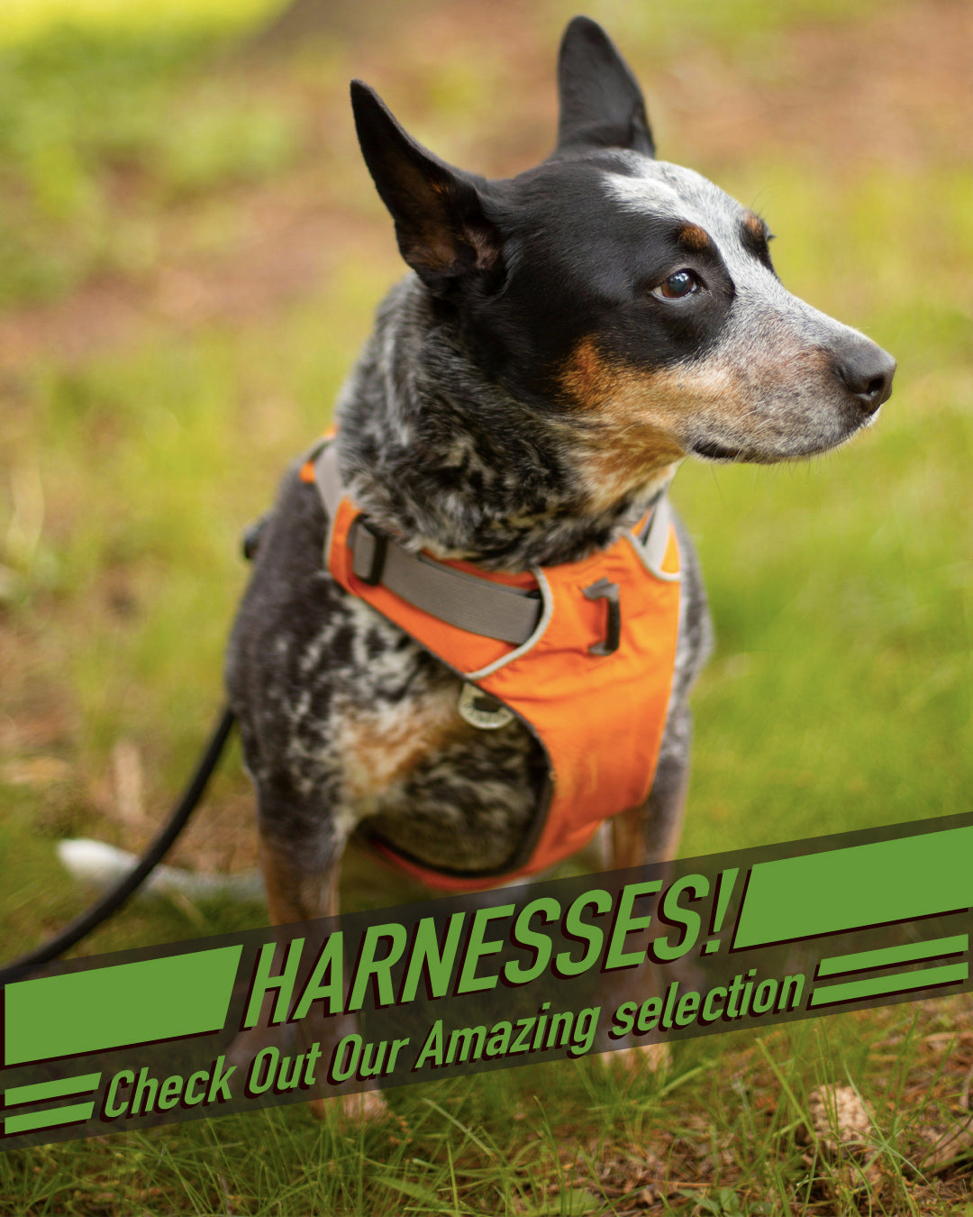 Harness 1