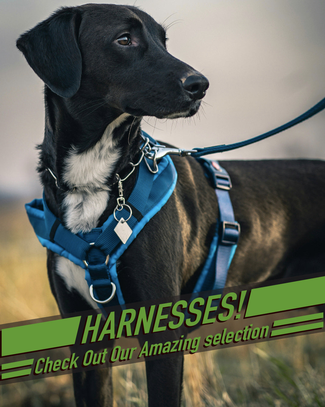 Harness 2