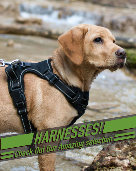 Harness 3