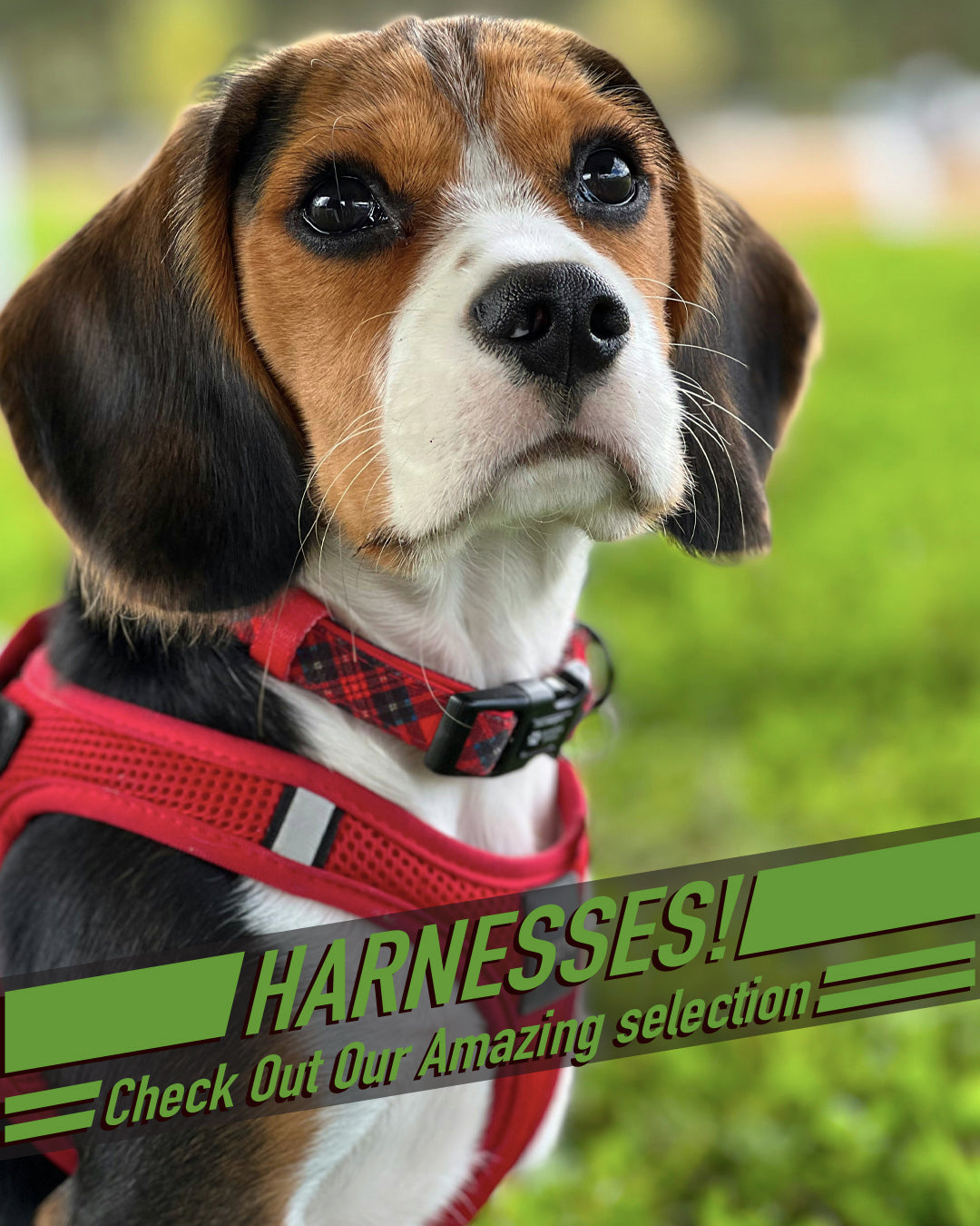 Harness 4