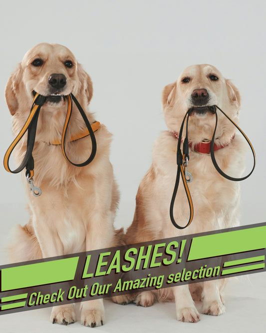 Leash 1