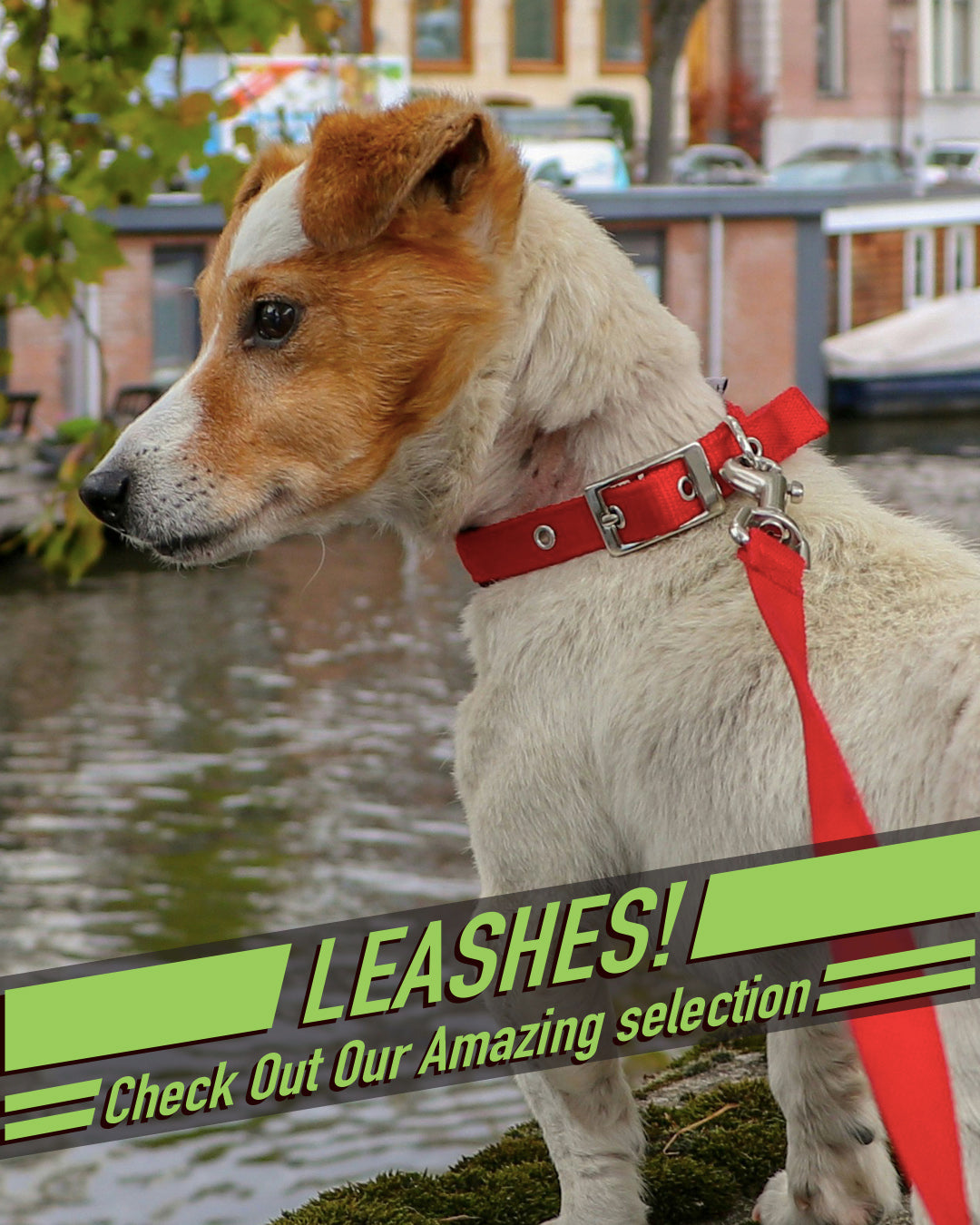 Leash 2