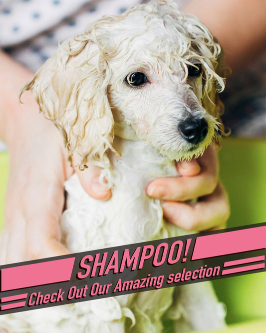 Shampoo 1