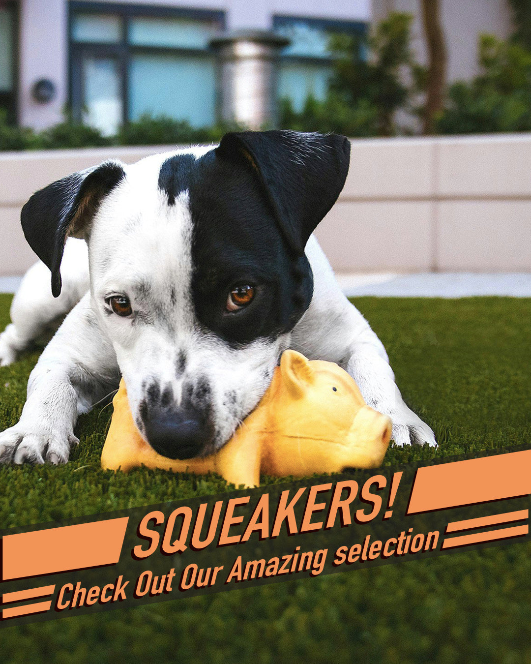 Squeaker 1