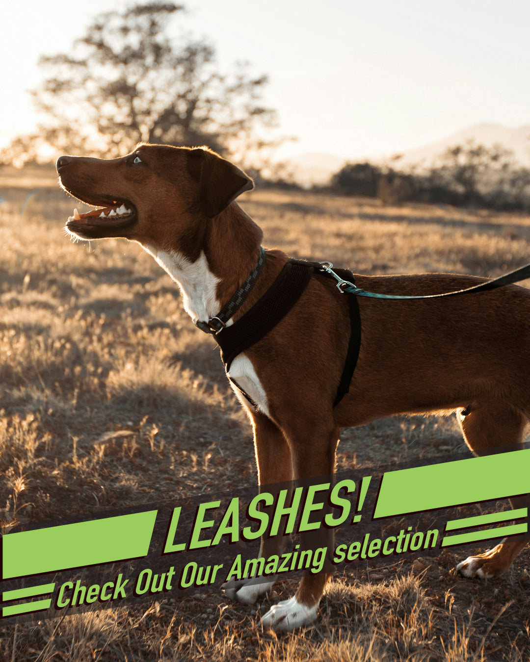 Leash 3